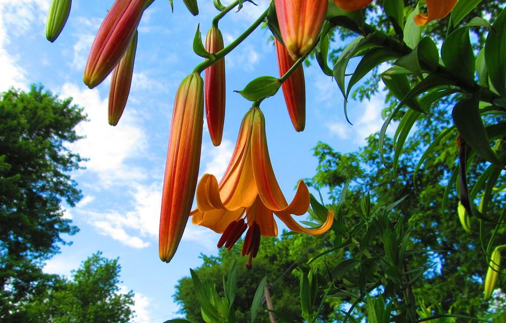 Photo of Lily (Lilium 'Awesome') uploaded by jmorth