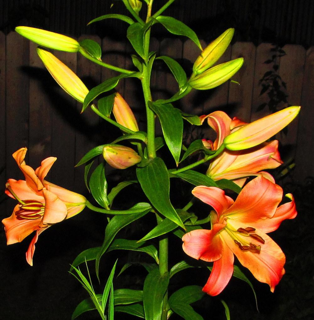 Photo of Lily (Lilium 'Gluhwein') uploaded by jmorth