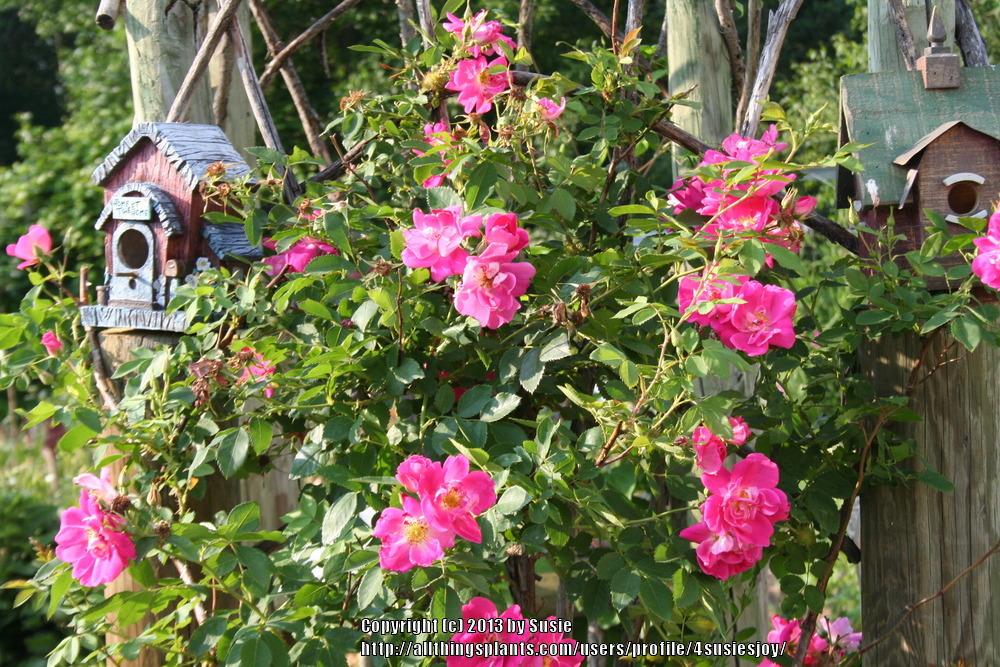 Photo of Rose (Rosa 'William Baffin') uploaded by 4susiesjoy