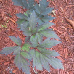 Location: my garden
Date: 2013-07-12 
first yr plant-beautiful leaves