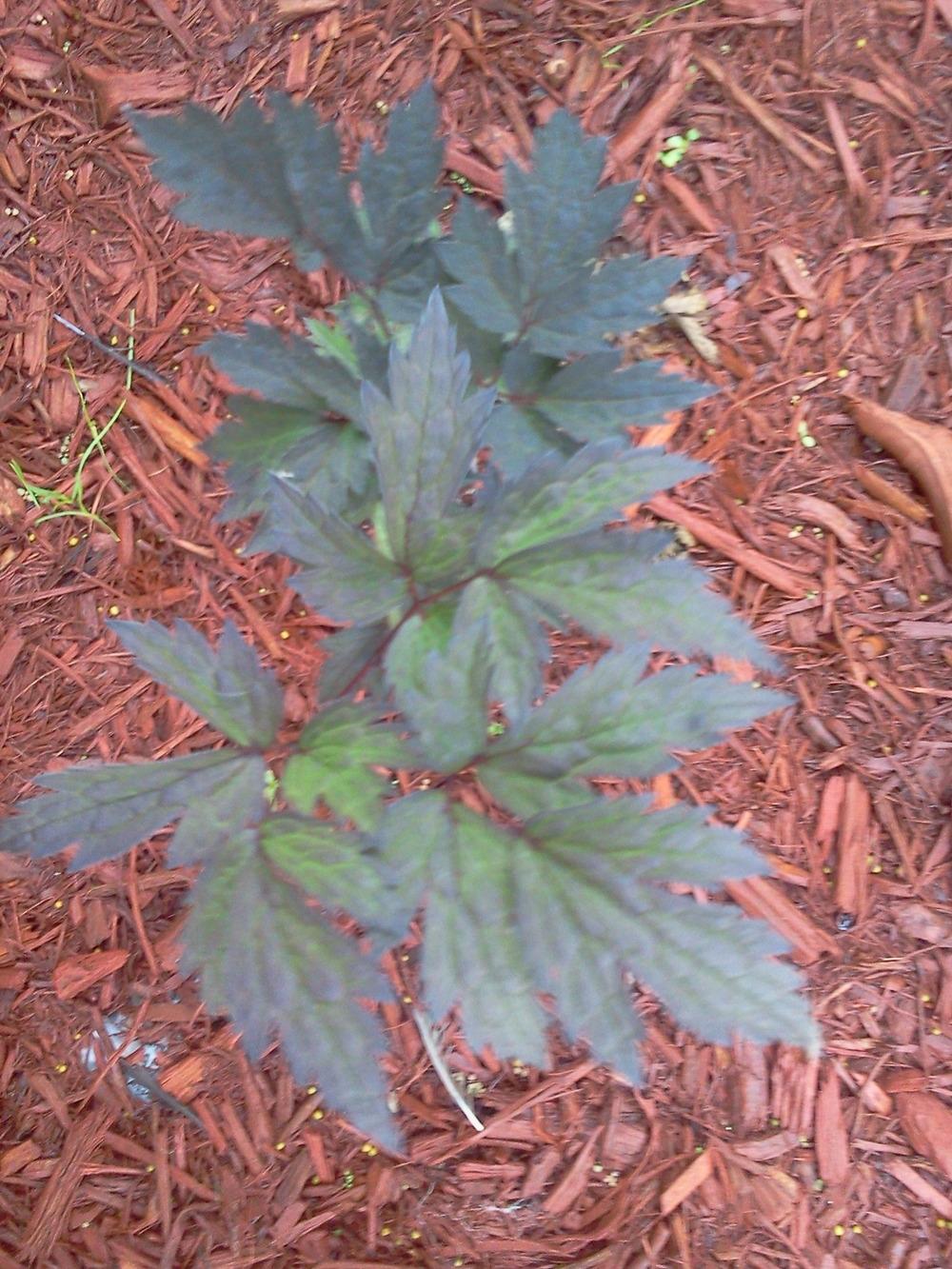 Photo of Bugbane (Actaea simplex 'Hillside Black Beauty') uploaded by bpsgarden