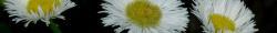Thumb of 2013-07-13/wildflowers/c19d0a