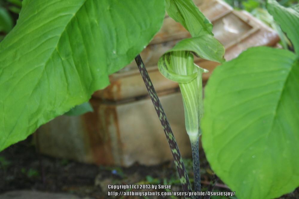Photo of Jack in the Pulpit (Arisaema triphyllum) uploaded by 4susiesjoy
