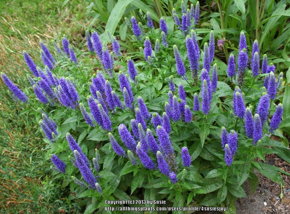 Photo of Spike Speedwell (Veronica spicata Royal Candles) uploaded by 4susiesjoy