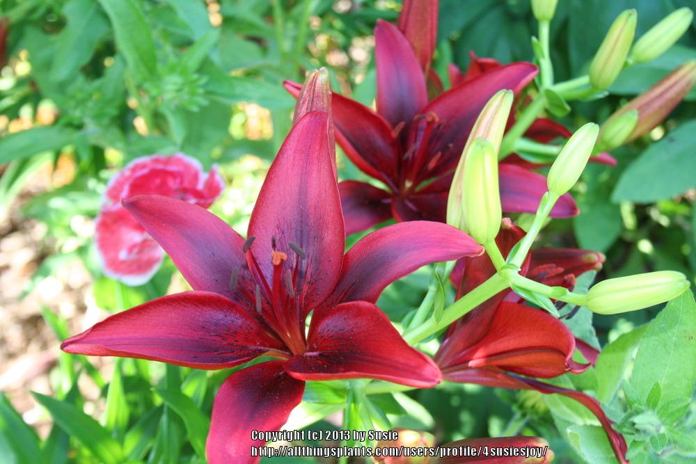 Photo of Lily (Lilium 'Black Out') uploaded by 4susiesjoy