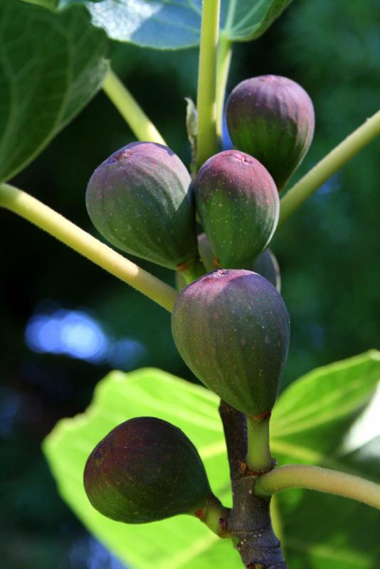Photo of Common Fig (Ficus carica 'Violette de Bordeaux') uploaded by Calif_Sue