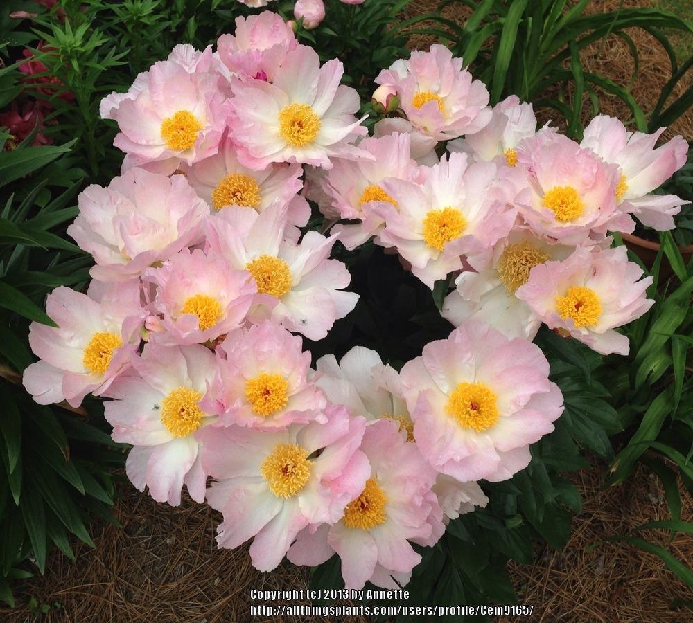 Photo of Chinese Peony (Paeonia lactiflora 'Sea Shell') uploaded by Cem9165