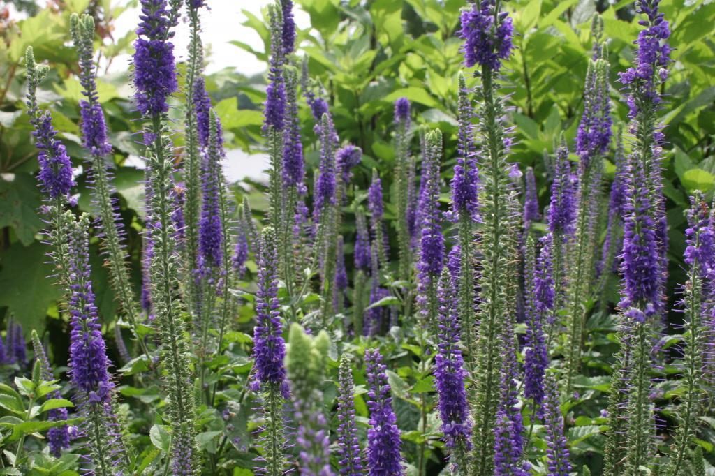 Photo of Spike Speedwell (Veronica spicata Royal Candles) uploaded by TennesseeDave