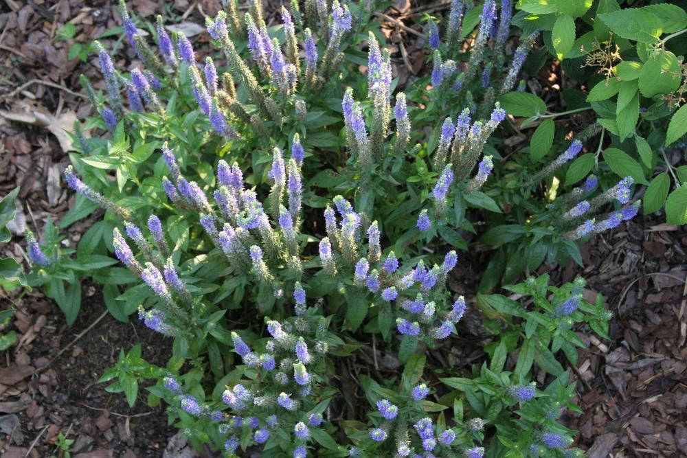 Photo of Spike Speedwell (Veronica spicata Royal Candles) uploaded by TennesseeDave