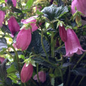 Campanula 'Ringsabell Mulberry Rose' flowers and buds.
