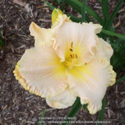 Location: My garden in Southeast Virginia
Date: JUNE
Bloom