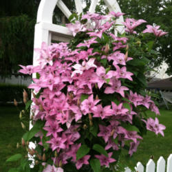 Location: Knoxville, Iowa
Date: June 2013
This clematis loved the cool, damp spring in my mother's garden t