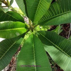 Location: Tampa, Florida
Date: 2nd week of July 2013
Large leaves...there is a possibility of inflo but still very tin