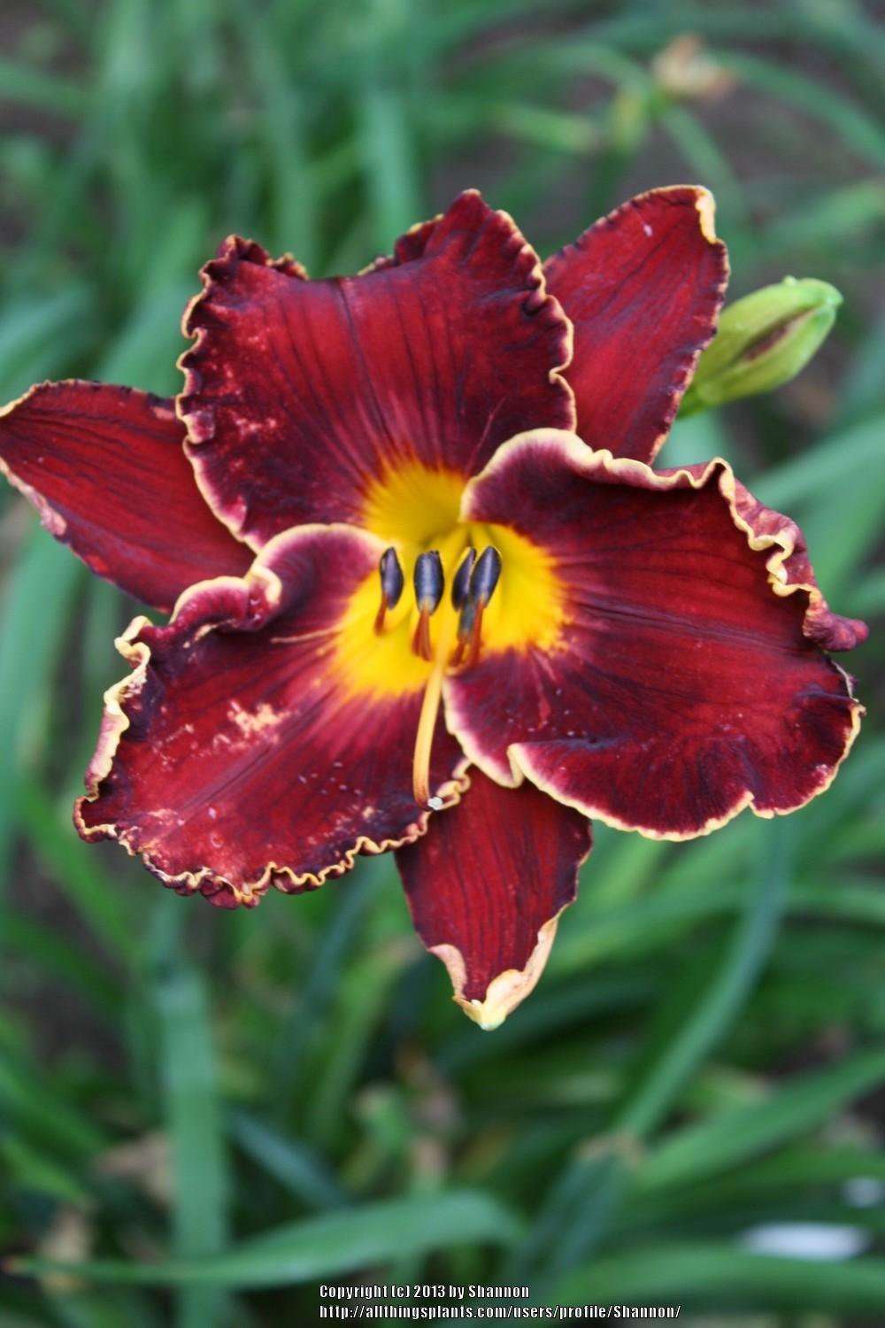 Photo of Daylily (Hemerocallis 'Spacecoast Dark Obsession') uploaded by Shannon