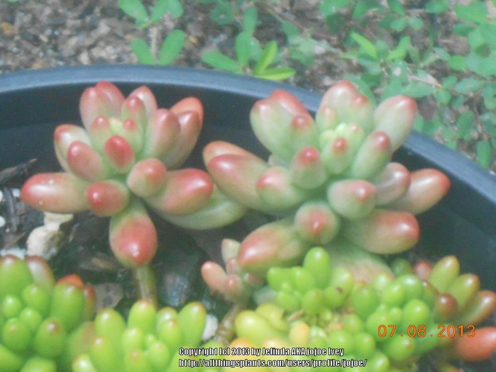 Photo of Jelly Beans (Sedum x rubrotinctum 'Aurora') uploaded by jojoe