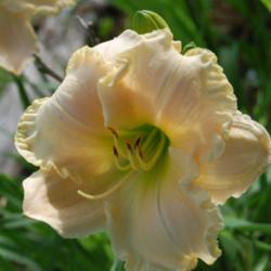 Location: Maine
Date: 2013-07-14
This is a lovely daylily with strong overtones of pink coming thr