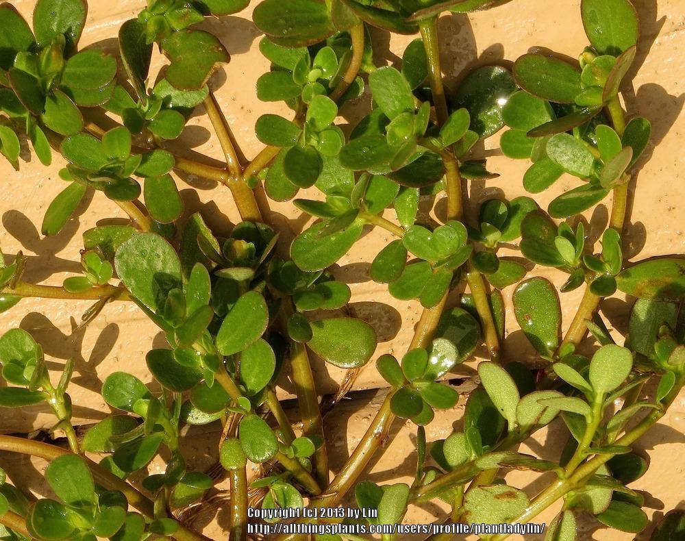 Photo of Common Purslane (Portulaca oleracea) uploaded by plantladylin