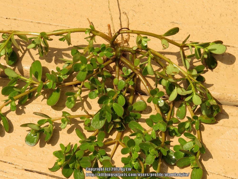 Photo of Common Purslane (Portulaca oleracea) uploaded by plantladylin