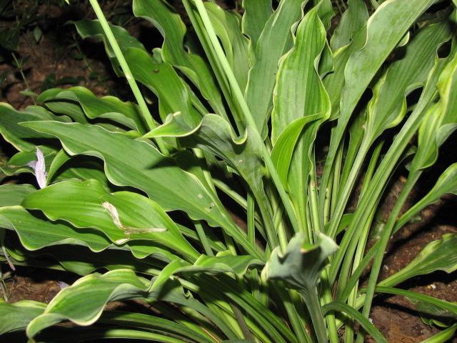 Photo of Hosta 'Pineapple Punch' uploaded by tgarden711