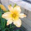 From my garden planted 7 years ago, these plants from Seawright(n