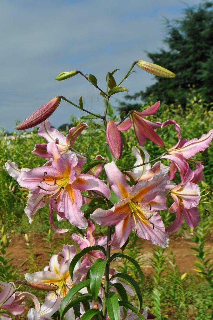 Photo of Lily (Lilium 'Morning After') uploaded by MAINIAC