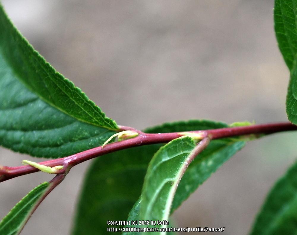 Photo of Pink Flowering Almond (Prunus glandulosa 'Sinensis') uploaded by Zencat