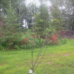 Location: my garden
Date: 2013-07-15 
first yr plant last tree 1st isle