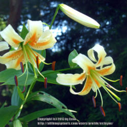 Location: z6a MA, my garden
Date: 2013-07-16
This is one amazing Lily.