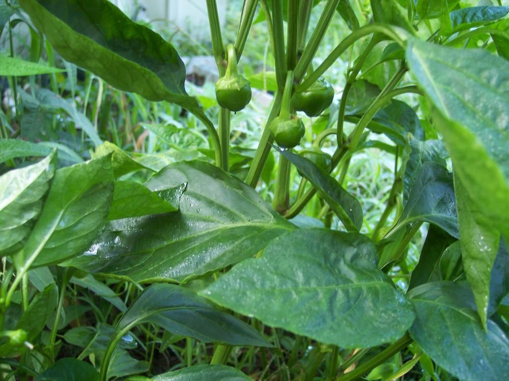 Photo of Bell Pepper (Capsicum annuum 'Colossal') uploaded by farmerdill