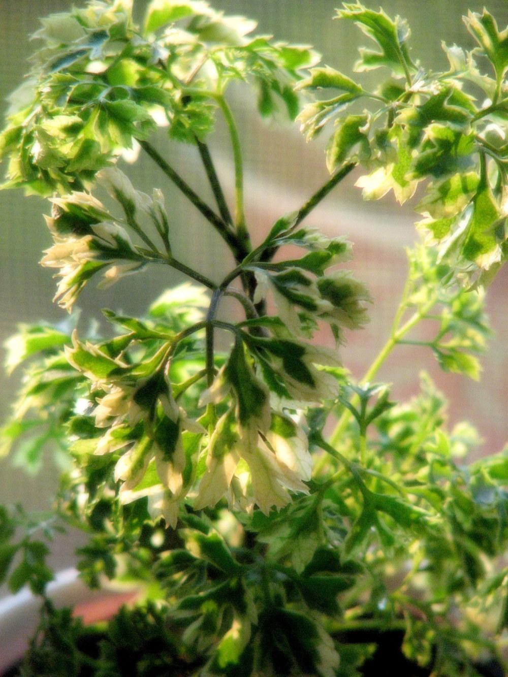 Photo of Ming Aralia (Polyscias fruticosa 'Snowflake') uploaded by laurigrubbsgarc