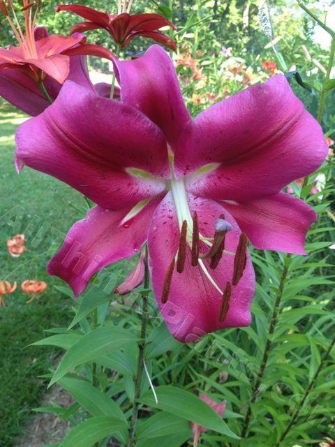 Photo of Lily (Lilium 'Fujian') uploaded by magnolialover