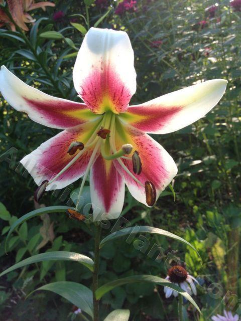 Photo of Lily (Lilium 'Robert Griesbach') uploaded by magnolialover