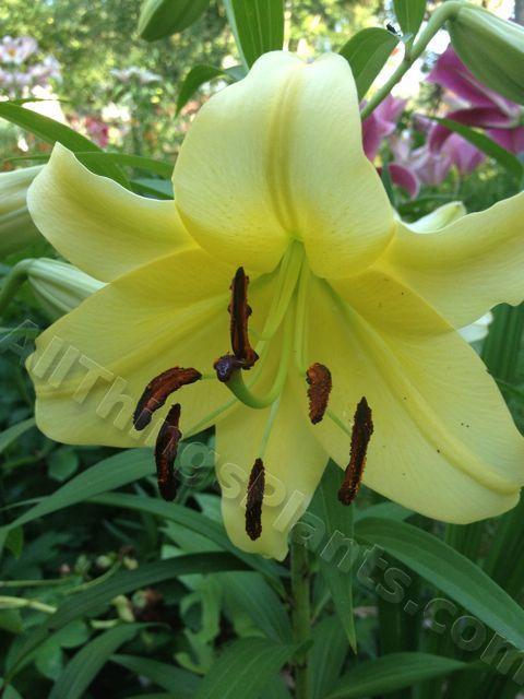 Photo of Lily (Lilium 'Telesto') uploaded by magnolialover