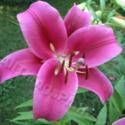 Simple Lily Growing Tips