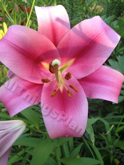 Photo of Lily (Lilium 'Etosha') uploaded by magnolialover