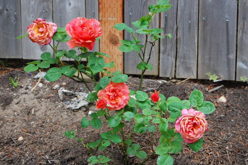 Photo of Rose (Rosa 'Antike 89') uploaded by reem