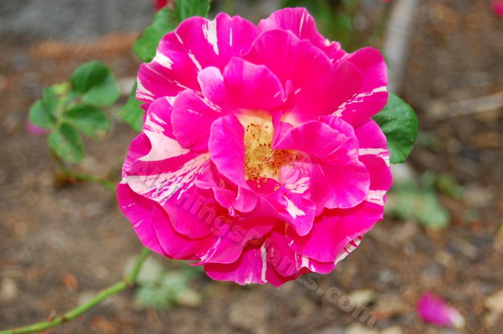 Photo of Rose (Rosa 'Candy Land') uploaded by reem