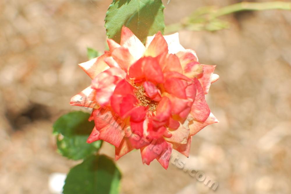 Photo of Rose (Rosa 'Charisma') uploaded by reem