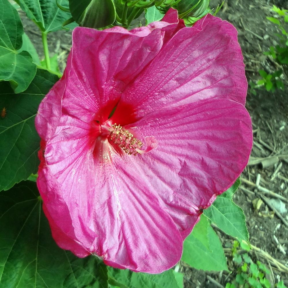 Photo of Hybrid Hardy Hibiscus (Hibiscus Luna™ Rose) uploaded by stilldew