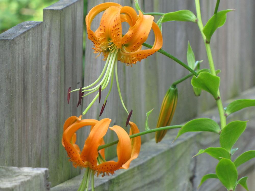 Photo of Henry's Lily (Lilium henryi) uploaded by Claudia
