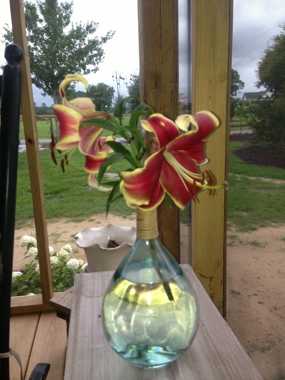 Photo of Lily (Lilium African Lady) uploaded by MAINIAC