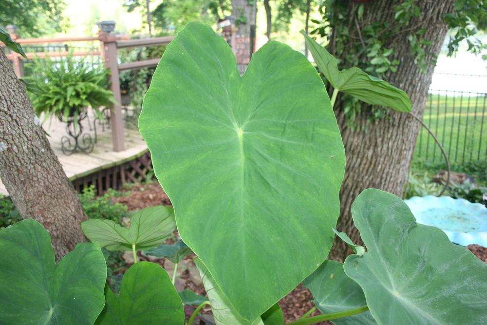 Photo of Elephant Ear (Colocasia esculenta) uploaded by TennesseeDave