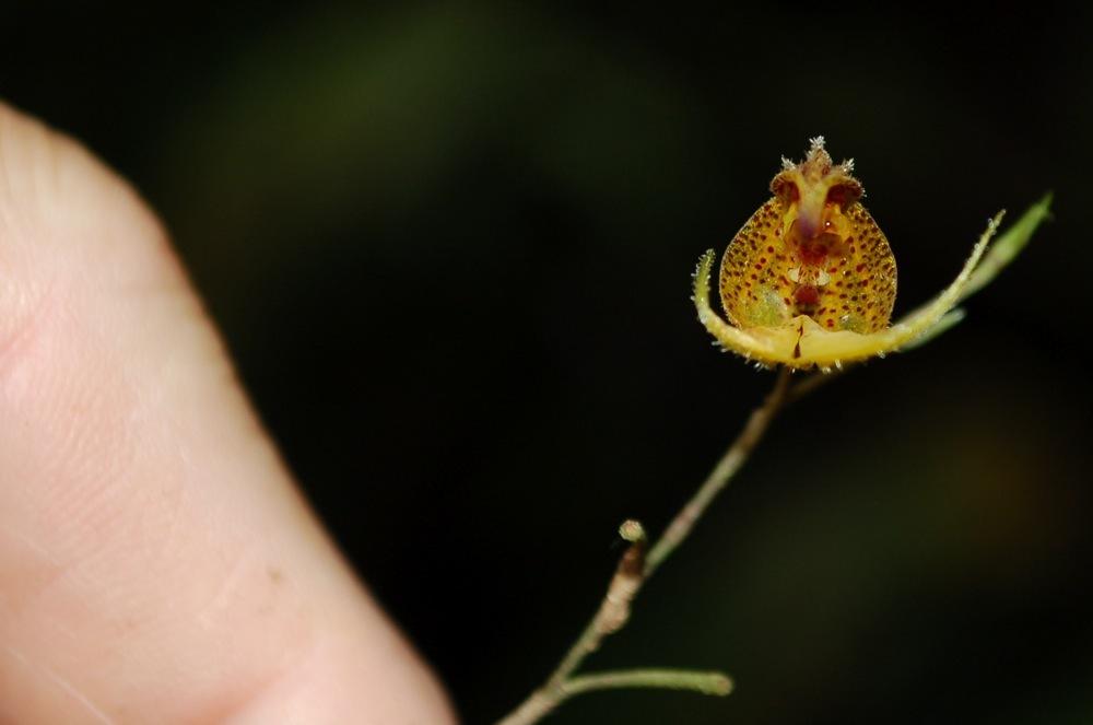 Photo of Orchid (Scaphosepalum beluosum) uploaded by Ursula