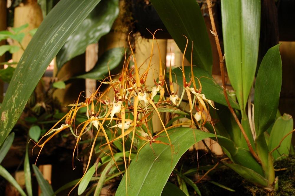 Photo of Orchid (Brassia arcuigera) uploaded by Ursula
