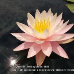 Location: Lilypons water garden center MD
Date: 2013-06-25
Blooming in a formal display pond at Lilypons
