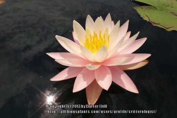 Photo of Hardy Water Lily (Nymphaea 'Peaches and Cream') uploaded by critterologist