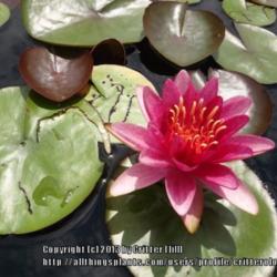 Location: Lilypons water garden center MD
Date: 2013-06-30
Blooming in a formal display pond at Lilypons