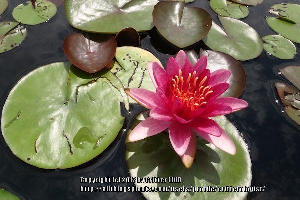 Photo of Hardy Water Lily (Nymphaea 'Perry's Baby Red') uploaded by critterologist