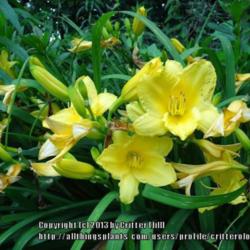 Location: Critter's garden in Frederick MD
Date: 2013-06-19
Blooms on & off all summer