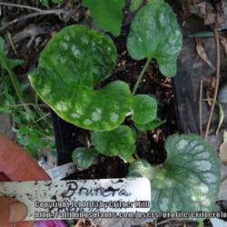 Location: Critter's garden in Frederick MD
Date: 2013-06-22
Starter plant created by gently separating rosette of leaves with